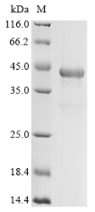 Recombinant Bovine Splicing factor 3B subunit 3 (SF3B3), partial