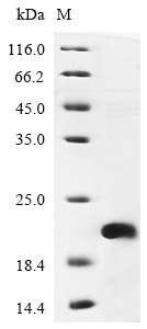 Recombinant Human 5-hydroxytryptamine receptor 1D (HTR1D), partial