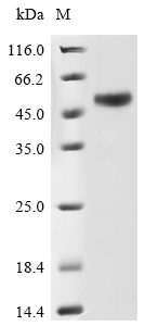 Recombinant Human Galactose-3-O-sulfotransferase 3 (GAL3ST3), partial