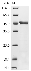 Recombinant Mouse Fructose-bisphosphate aldolase A (Aldoa)