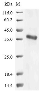 Recombinant Arabidopsis thaliana GRF1-interacting factor 1 (GIF1)
