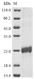Recombinant Human papillomavirus 11 Protein E6 (E6)