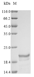 Recombinant Sudan ebolavirus Envelope glycoprotein (GP), partial