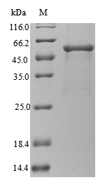 Recombinant Legionella pneumophila subsp. pneumophila Gamma-glutamyl phosphate reductase (proA)