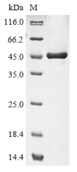 Recombinant Macrococcus caseolyticus Oleate hydratase (MCCL_0076), partial