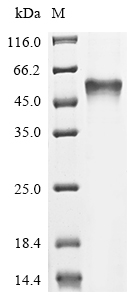 Recombinant Escherichia coli Bifunctional protein GlmU (glmU)