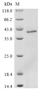 Recombinant Reovirus type 3 Outer capsid protein sigma-3 (S4)