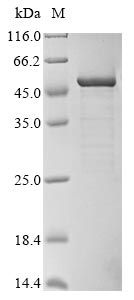 Recombinant Pantoea ananas Zeaxanthin glucosyltransferase (crtX)
