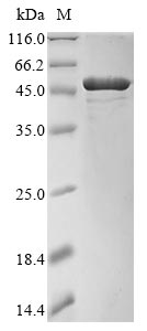 Recombinant Clostridium perfringens Phospholipase C (plc)