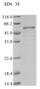 Recombinant Staphylococcus aureus Cell division protein FtsZ (ftsZ)