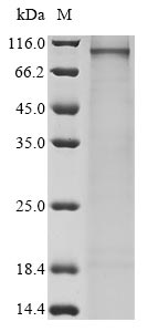 Recombinant Human Semaphorin-3G (SEMA3G)