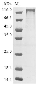 Recombinant Human P-selectin (SELP), partial