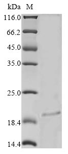 Recombinant Rabbit Tumor necrosis factor ligand superfamily member 4 (TNFSF4), partial