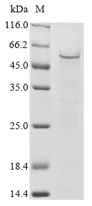 Recombinant Human Zinc finger and SCAN domain-containing protein 1 (ZSCAN1)