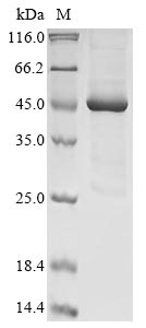 Recombinant Agaricus bisporus Polyphenol oxidase 2 (PPO2)