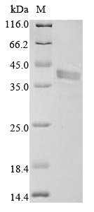 Recombinant Mouse Fructose-bisphosphate aldolase A (Aldoa)