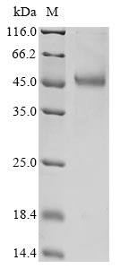 Recombinant Human S-adenosylmethionine synthase isoform type-2 (MAT2A)