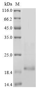 Recombinant Human Neurotrophin-3 (NTF3)