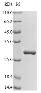Recombinant Tetronarce californica Acetylcholine receptor subunit alpha (CHRNA1), partial