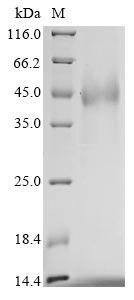 Recombinant Human Leucine-rich repeat-containing G-protein coupled receptor 6 (LGR6), partial