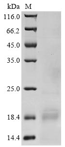 Recombinant Rabbit Acrosin (ACR)