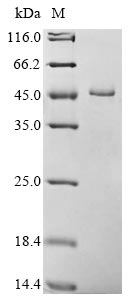 Recombinant Cricetulus griseus Phosphoglycerate kinase 1 (PGK1)