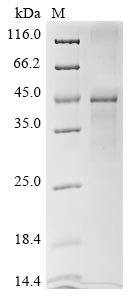 Recombinant Arabidopsis thaliana Plasmodesmata-located protein 7 (PDLP7)