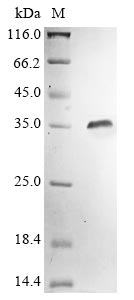 Recombinant Streptococcus equi subsp. zooepidemicus IgG endopeptidase (ideZ)