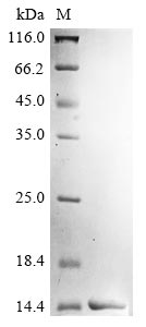 Recombinant Chicken Lysozyme C (LYZ) (E53A)