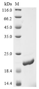 Recombinant Phleum pratense Pollen allergen Phl p 6 (PHLPVI)