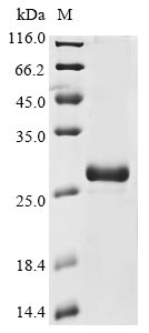 Recombinant Human Guanylate cyclase soluble subunit alpha-2 (GUCY1A2), partial