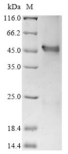 Recombinant Human Interferon regulatory factor 1 (IRF1) (K29R)