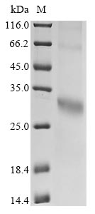 Recombinant Human G-protein coupled receptor 35 (GPR35)