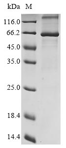 Recombinant Human herpesvirus 2 Envelope glycoprotein E (gE)