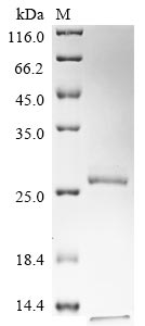 Recombinant Human C-C chemokine receptor type 8 (CCR8), partial-Nanodiscs