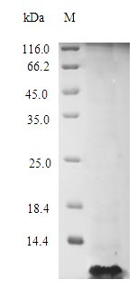 Recombinant Human C-C chemokine receptor type 8 (CCR8), partial