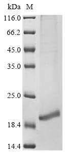 Recombinant Human Neurotrophin-3 (NTF3)