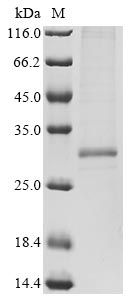 Recombinant Tetronarce californica Acetylcholine receptor subunit alpha (CHRNA1), partial