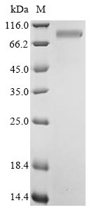 Recombinant Bovine Pregnancy-associated glycoprotein 1