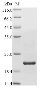 Recombinant Human Disco-interacting protein 2 homolog C (DIP2C), partial