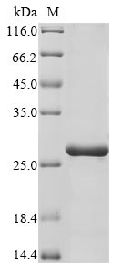 Recombinant Human PRELI domain containing protein 3B (PRELID3B)