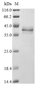 Recombinant Human HLA class I histocompatibility antigen, A alpha chain (HLA-A), partial
