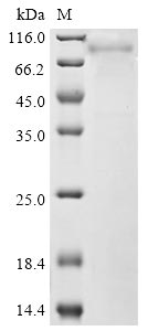 Recombinant Rat Mannan-binding lectin serine protease 2 (Masp2)