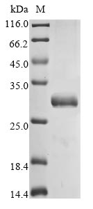 Recombinant Mouse Erythropoietin receptor (Epor), partial