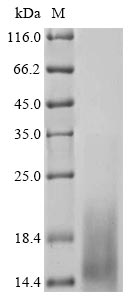 Recombinant Mouse Glycoprotein hormone beta-5 (Gphb5)