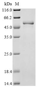 Recombinant Mouse Tripartite motif-containing protein 72 (Trim72)