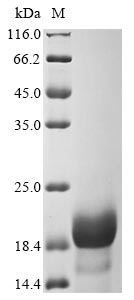 Recombinant Nostoc ellipsosporum Cyanovirin-N