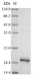 Recombinant Dog Glycoprotein hormones alpha chain (CGA)
