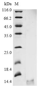 Recombinant Avian infectious bronchitis virus Non-structural protein 3b (3b)