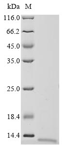 Recombinant Human Protein lin-28 homolog A (LIN28A), partial